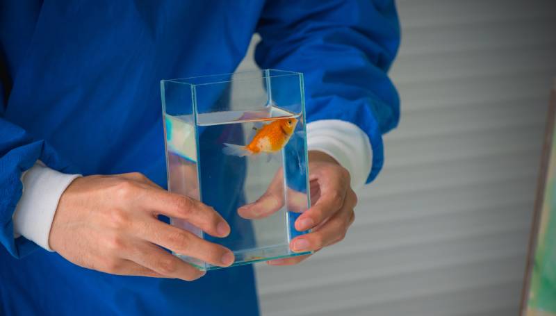 Veterinarian holding a goldfish