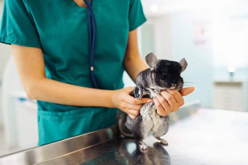 Veterinarian holding chinchilla and examining her in clinic