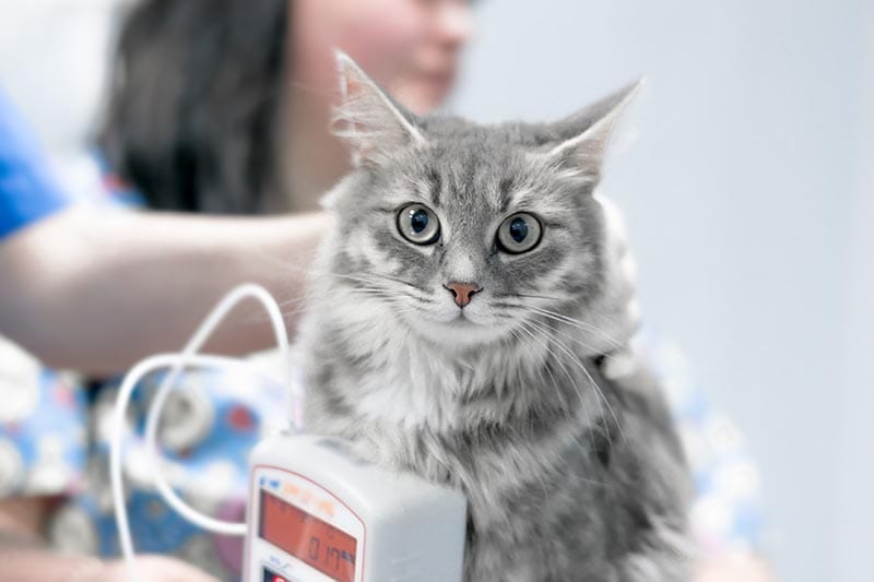 Veterinarian measures blood pressure of gray fluffy cat
