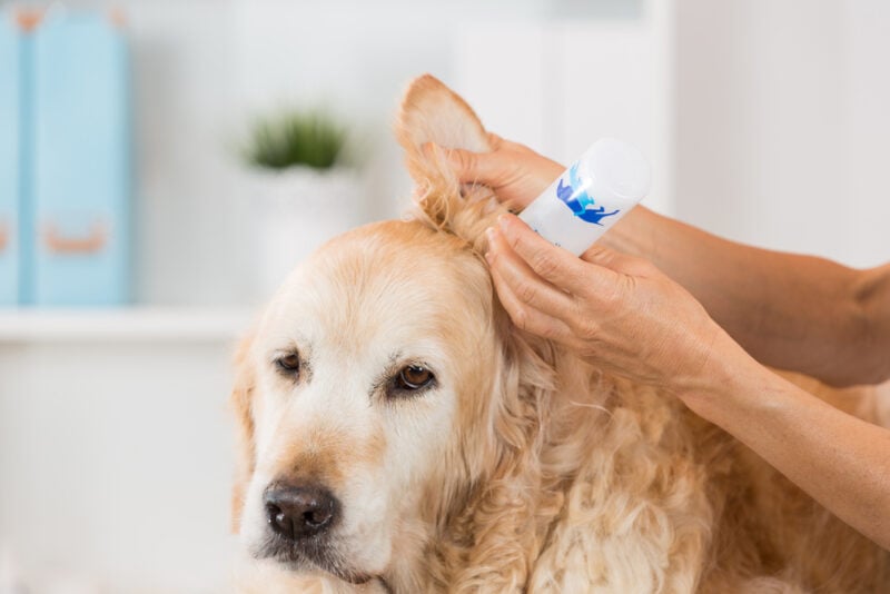 Veterinarian performing cleaning hearing a dog Golden Retriever