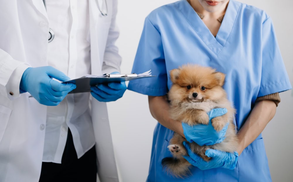 Vets holding a Pomeranian dog