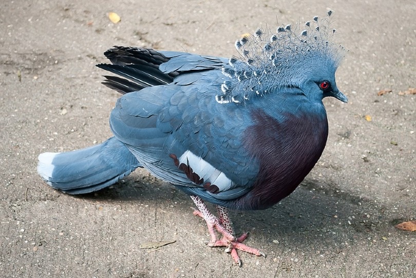 Victoria Crowned Pigeon