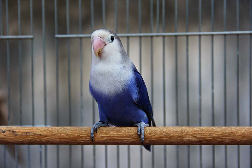 Violet Lovebird