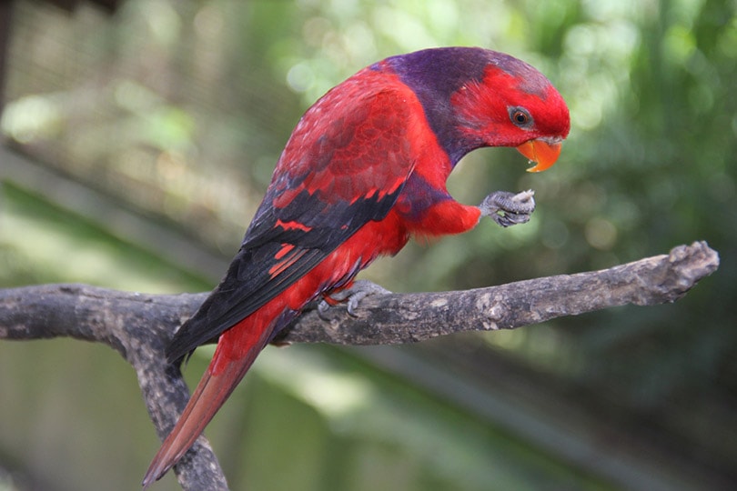 Violet-Necked Lory on a branch
