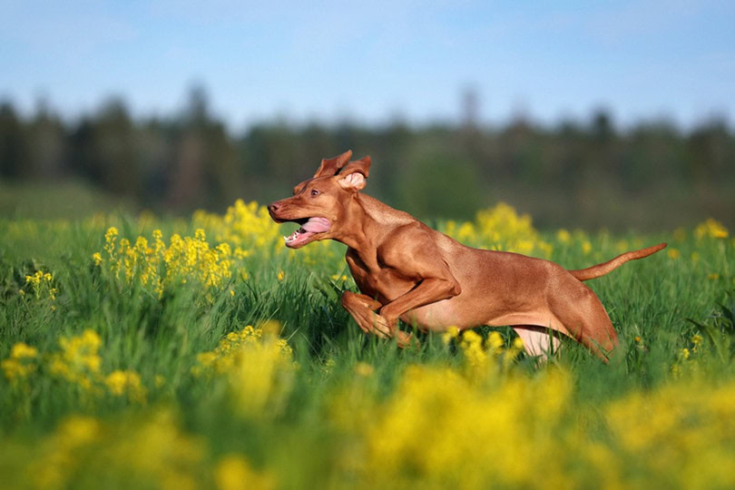 Vizla Running