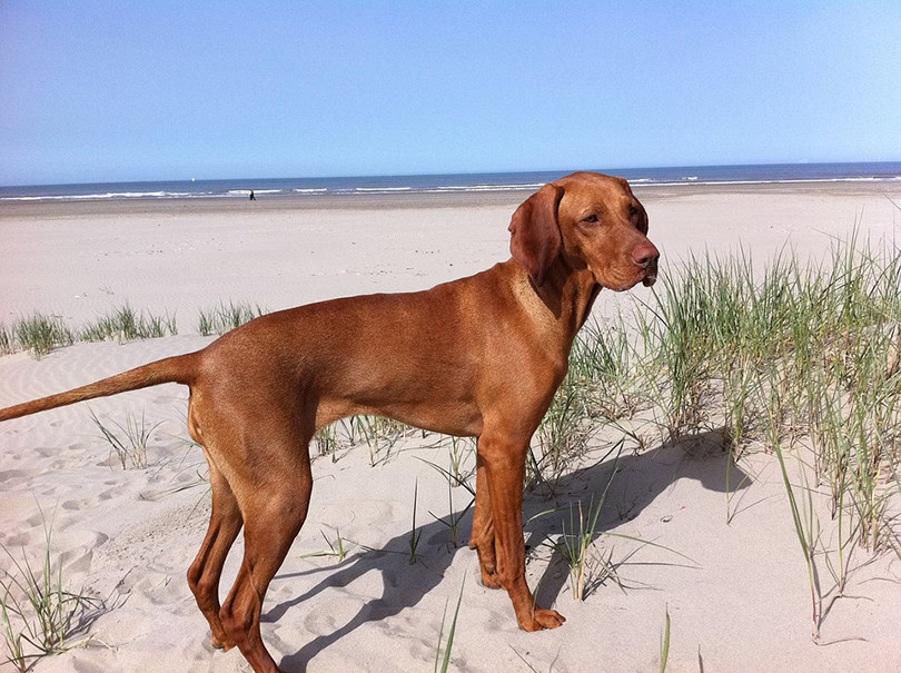 Vizla on Beach