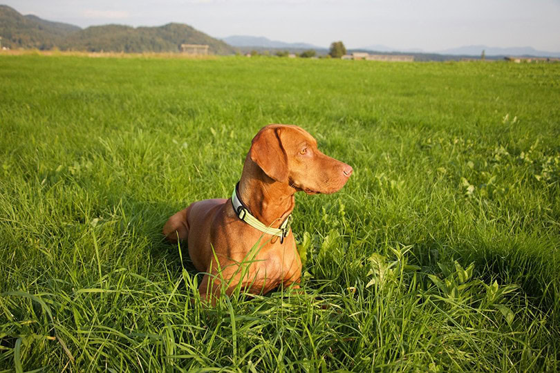 Vizla on field