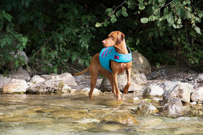 Vizla on river