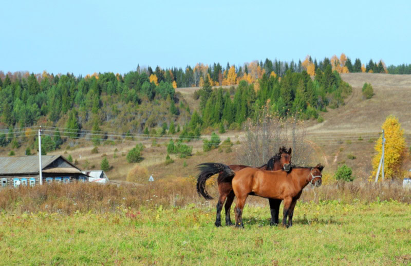 Vyatka horses in pasture