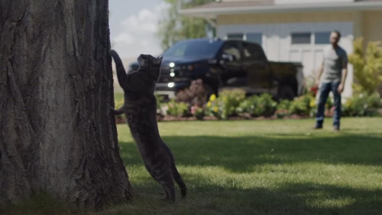Walter the Chevy Cat scratching a tree