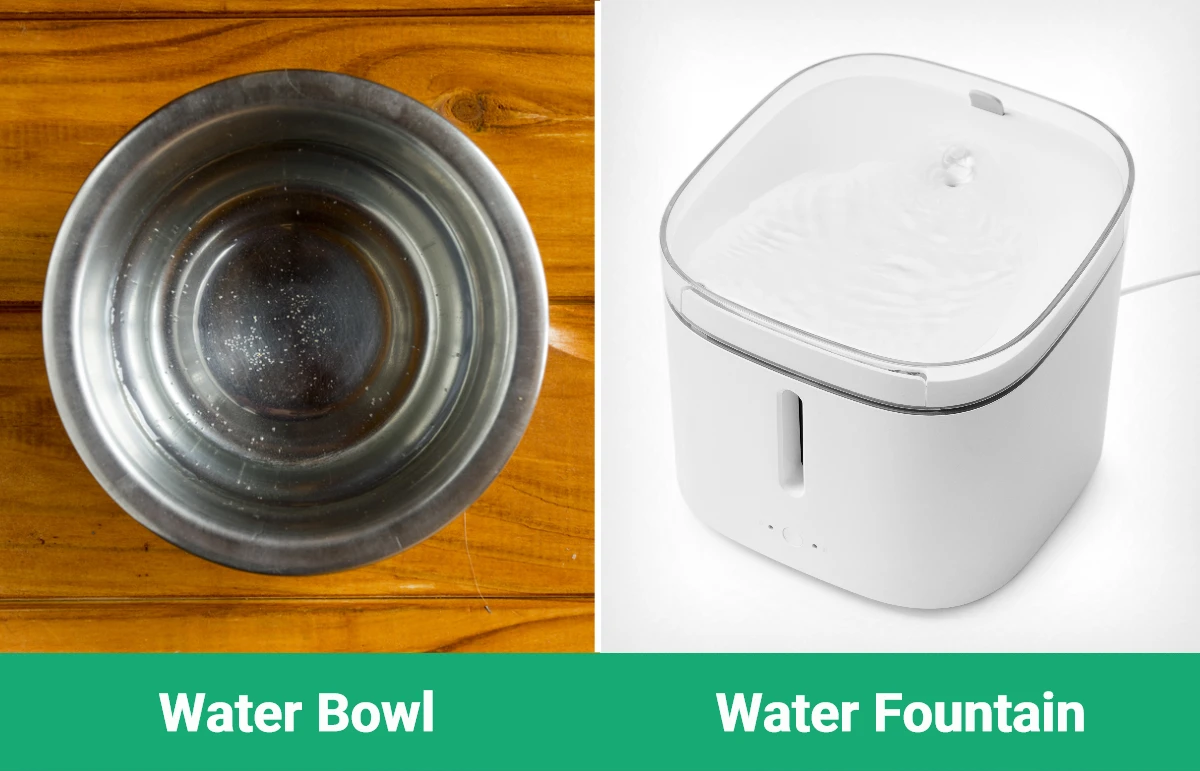 Water Bowl vs Fountain - Visual Differences