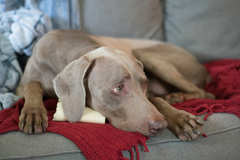 Weimaraner Nook Dog Sad Dog Sleepy