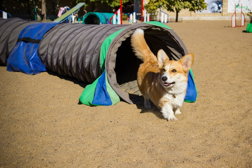 Welsh corgi going through the tunnel