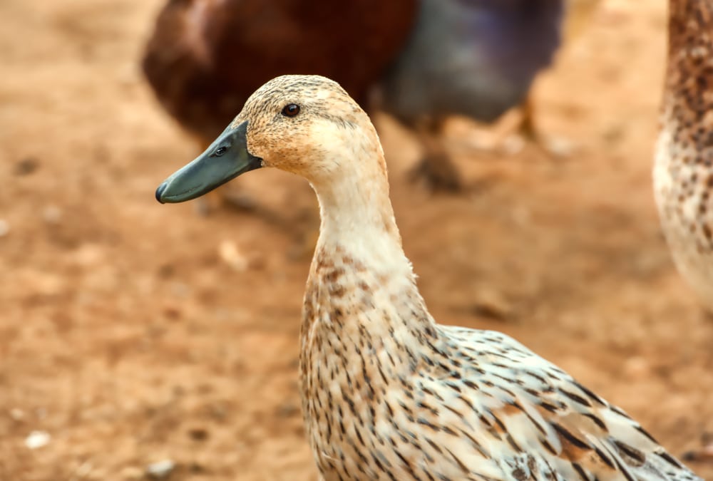 Welsh Harlequin Duck