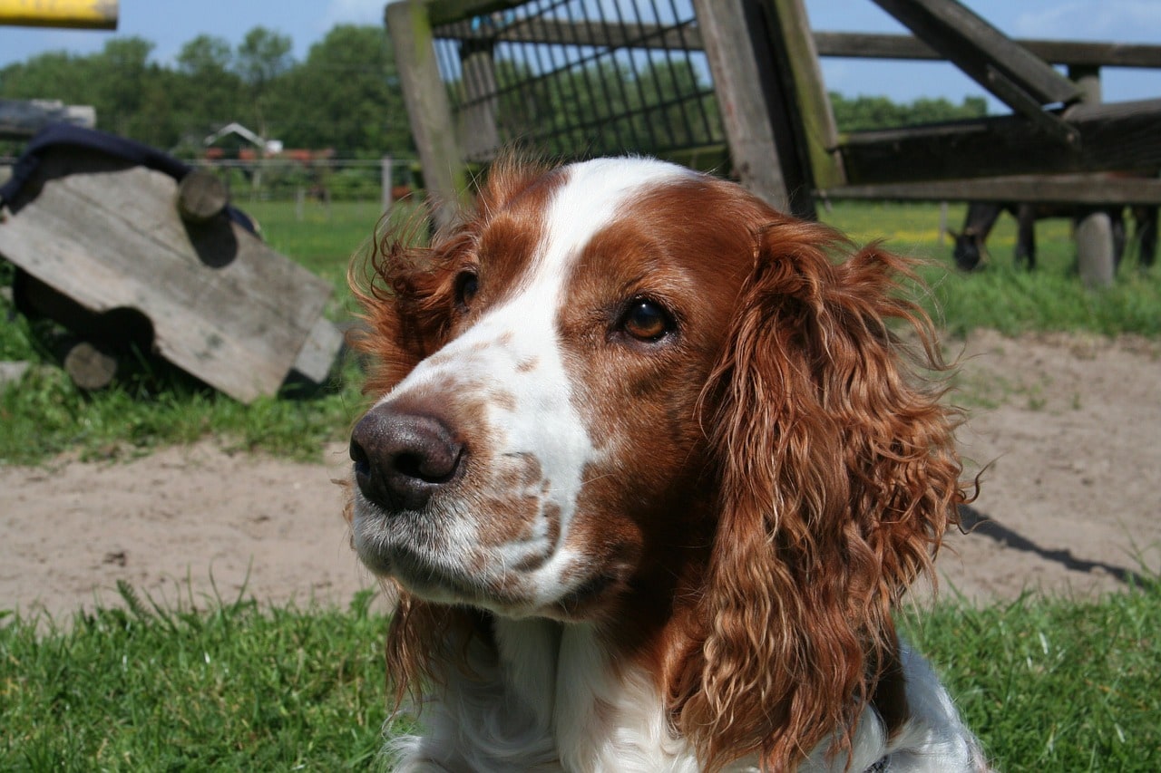 Welsh Springer Spaniel face