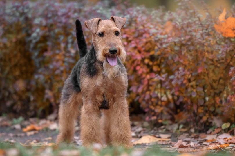 Welsh terrier standing in the yard