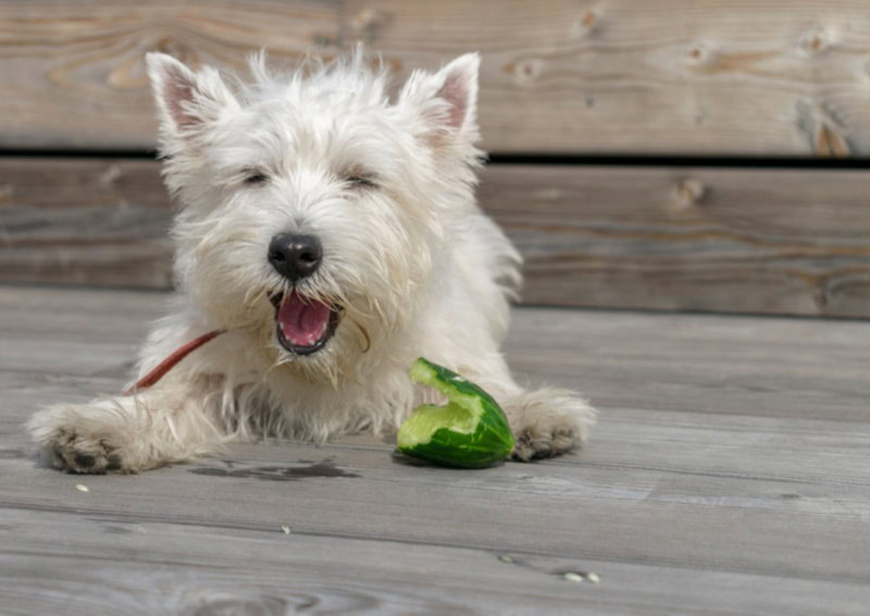 West Highland White Terrier eating a cucumber