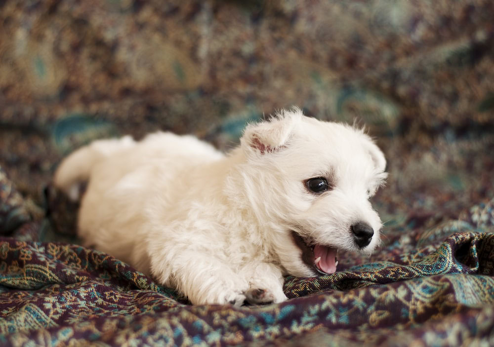West Highland White Terrier puppy playing