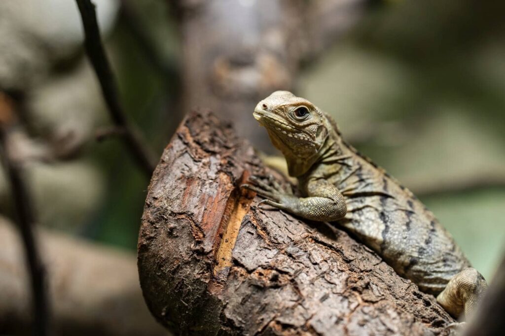 West Indian Iguana_ Ondrej_Novotny_92_Shutterstock