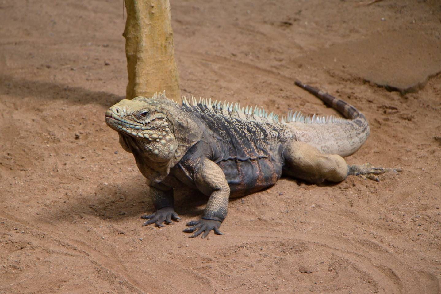 West Indian Rock Iguana_ islavicek_Shutterstock copy