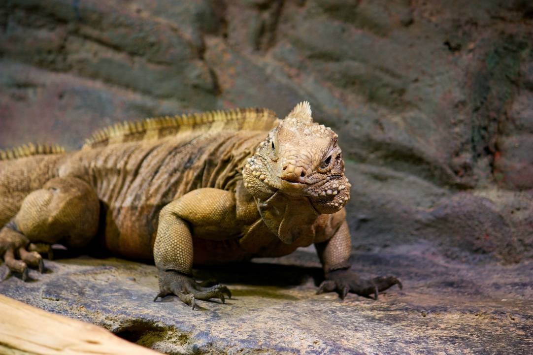 West Indian Rock Iguana_ islavicek_Shutterstock