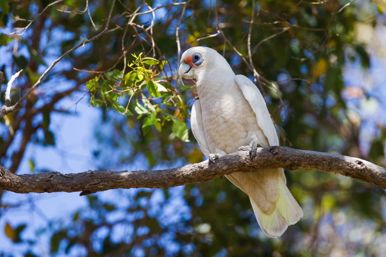 Western Corella