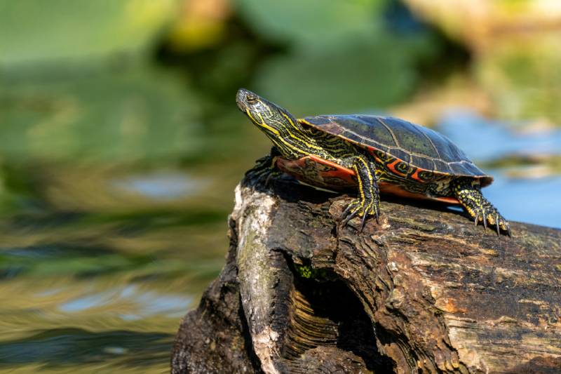 Western Painted Turtle sunning on a log