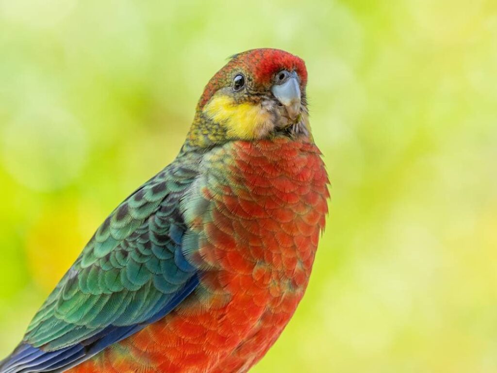 Western Rosella front view_David Steele_Shutterstock