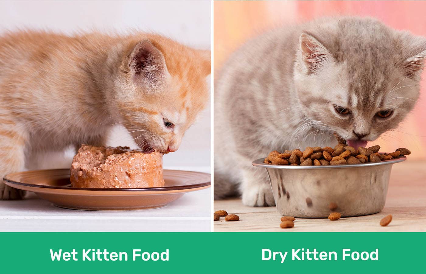 Wet vs Dry Kitten Food