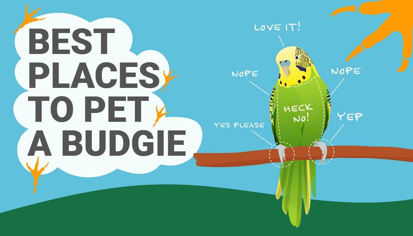 Where do budgies like to be pet - PETKEEN