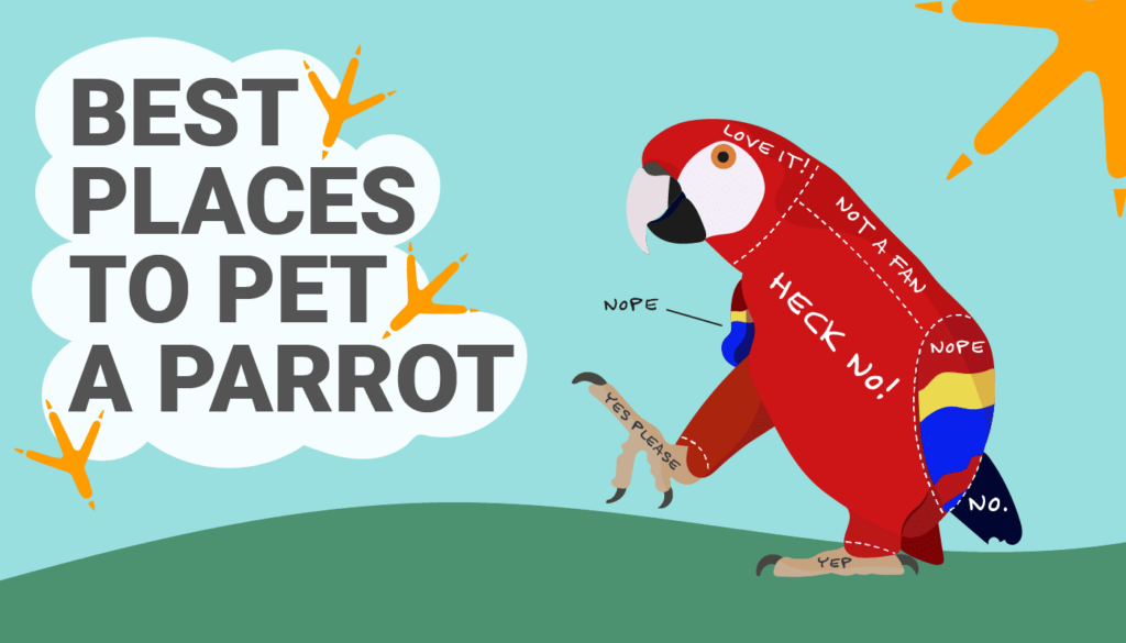 Where to pet a Parrot graphic