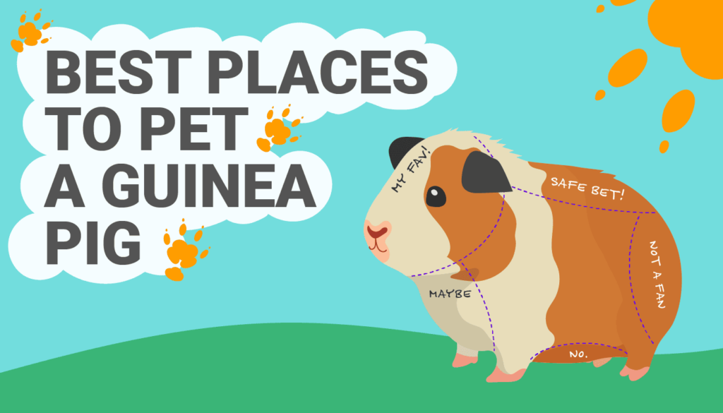 Where to pet a guinea pig graphic