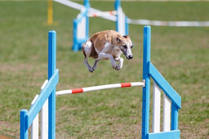 Whippet jump