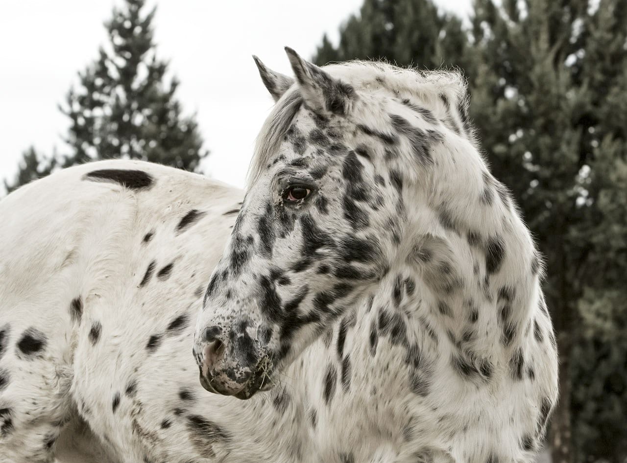 White Appaloosa