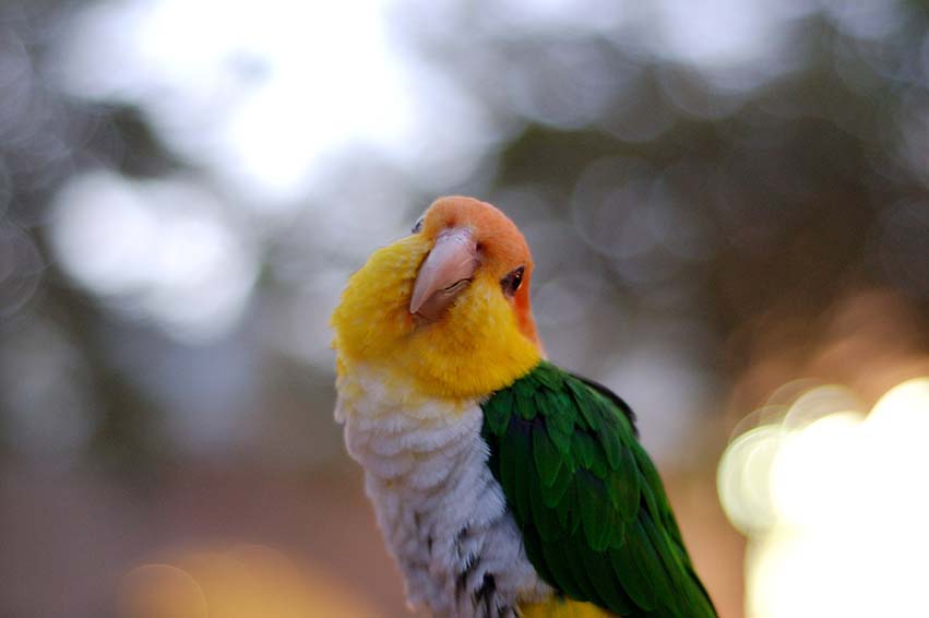 White-Bellied Caique Close Up