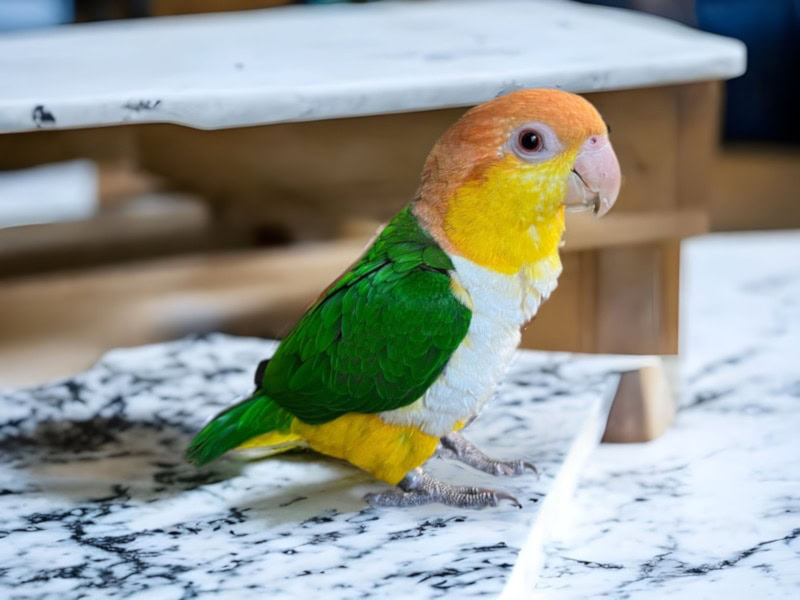 White-Bellied aique on the kitchen counter