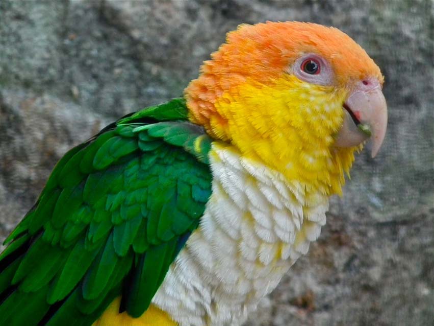 White-Bellied Caique