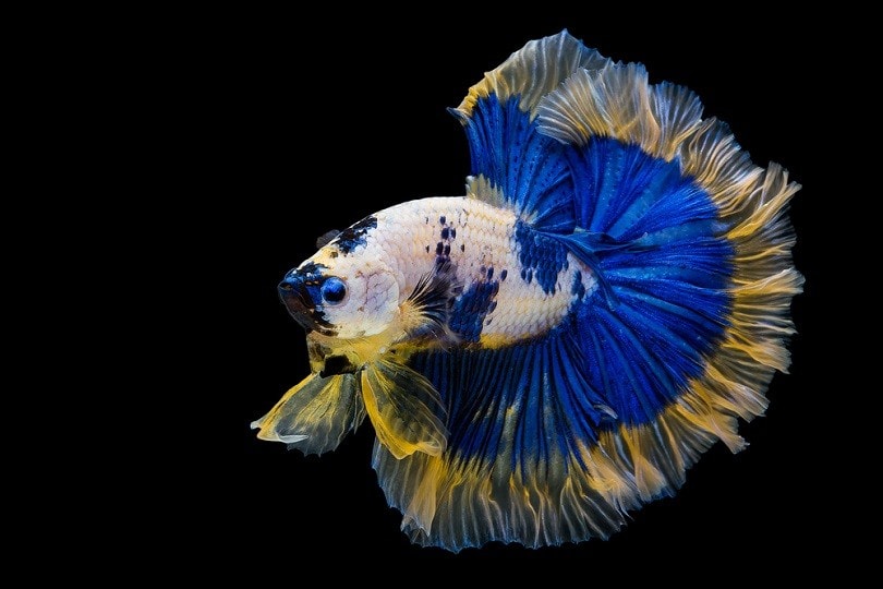 White Blue Marble half moon tail Betta_Mr Witoon Boonchoo_shutterstock