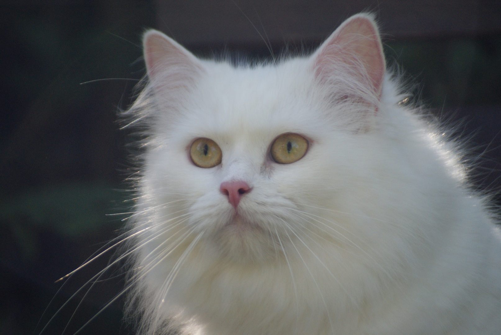 White British Longhair