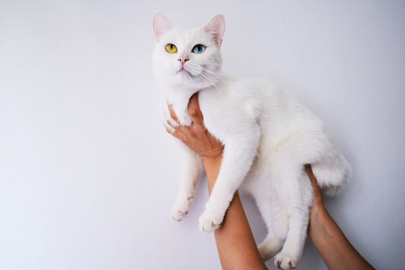 White British Shorthair cat held up high