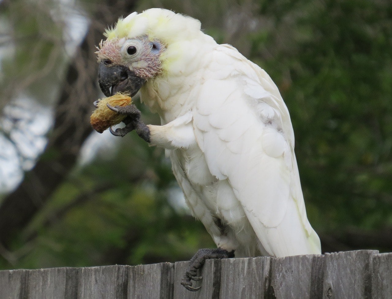 White Cockatoos