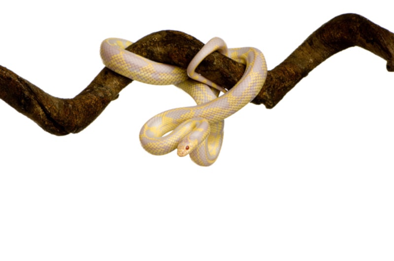 White Corn Snake coiled on a branch
