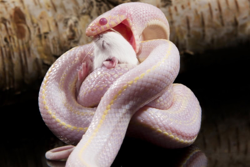 White Corn Snake having dinner