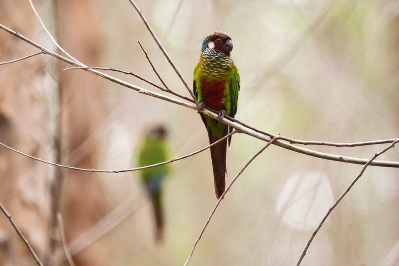 White-Eared Conure