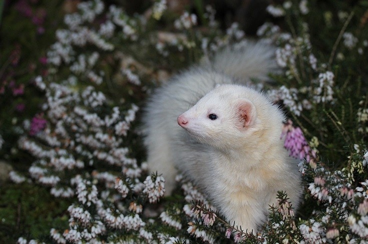 White Ferret
