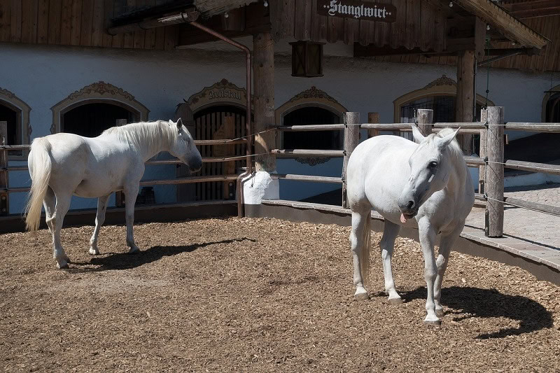 White Lipizzaner horses