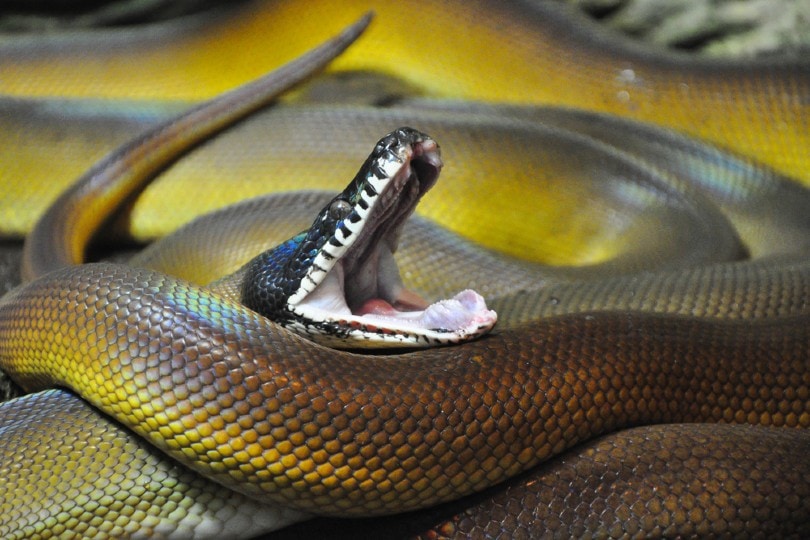 White Lipped Python