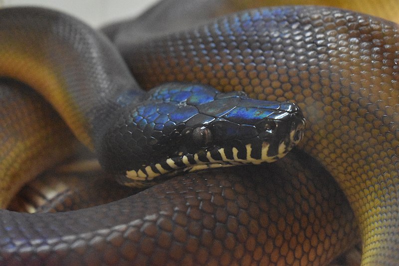 White Lipped python