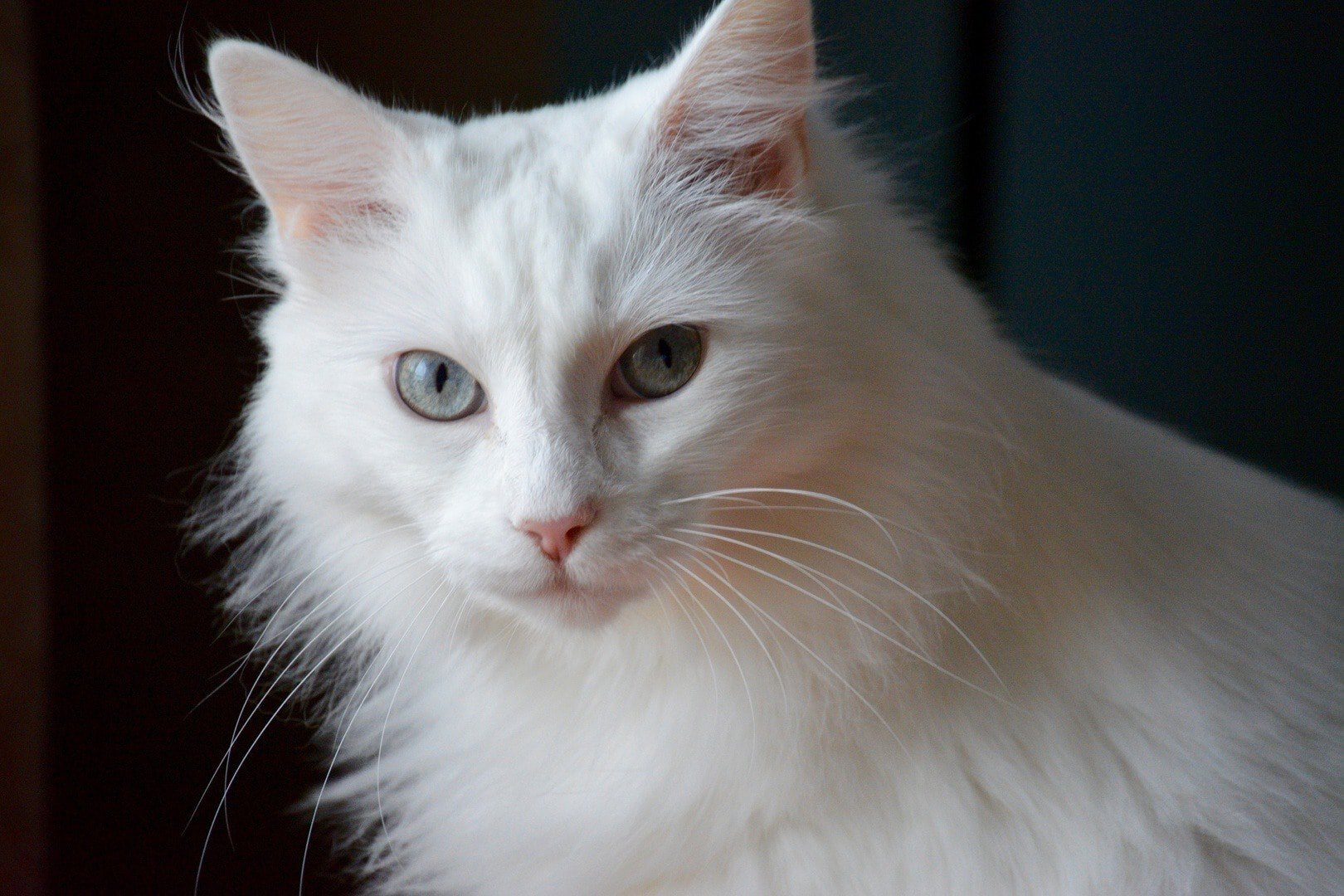 White Norwegian Forest