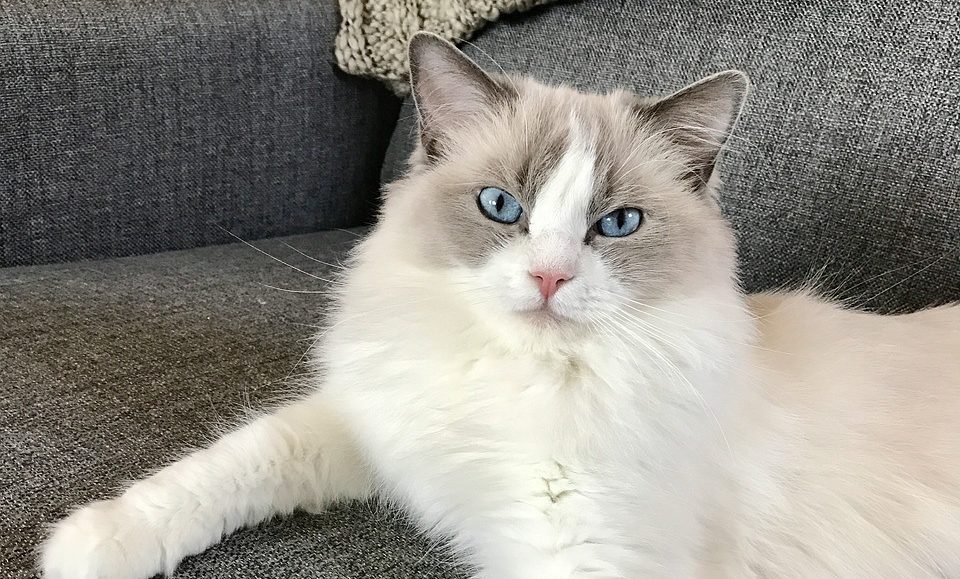 White Ragdoll Cat